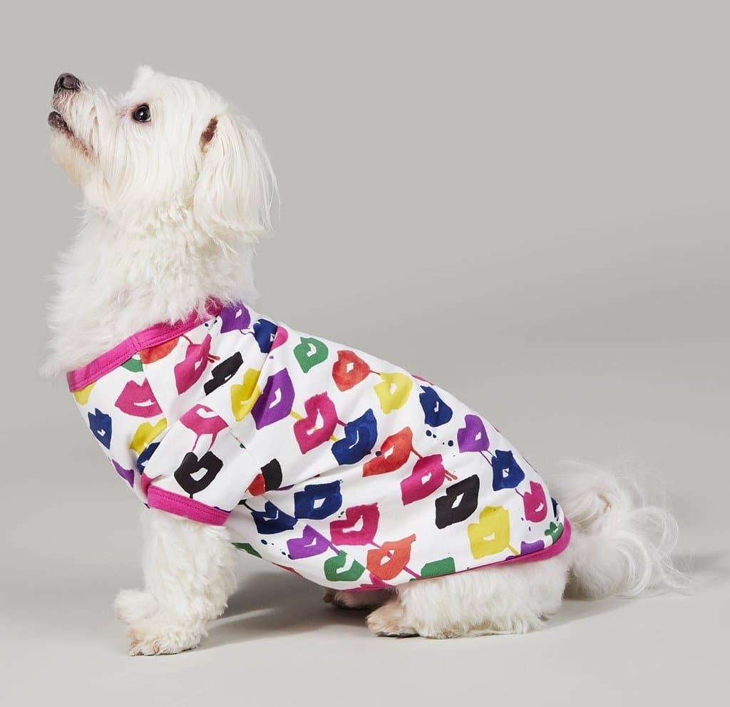 10 high fashion pet accessories for your stylish dog