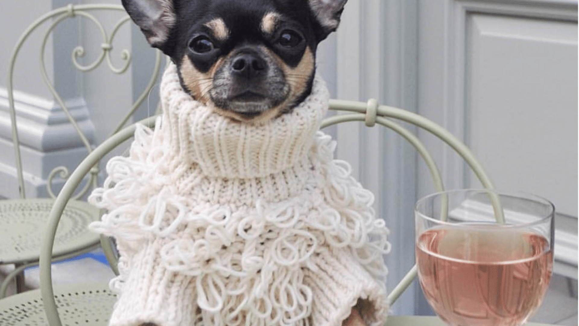 Furry And Fly! 8 Items That Will Keep Your Dog Stylish From Head To Tail