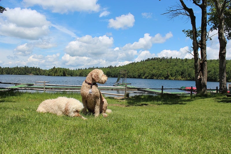 Idaho's Paw-some Hotels: Where Your Furry Friend Can Park It Too!