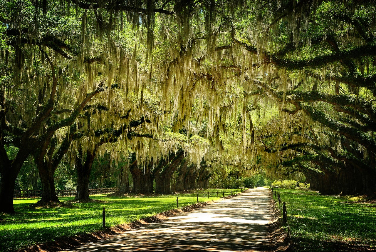 Get Lost: 72 Hours Exploring Charleston’s Southern Charm | Essence