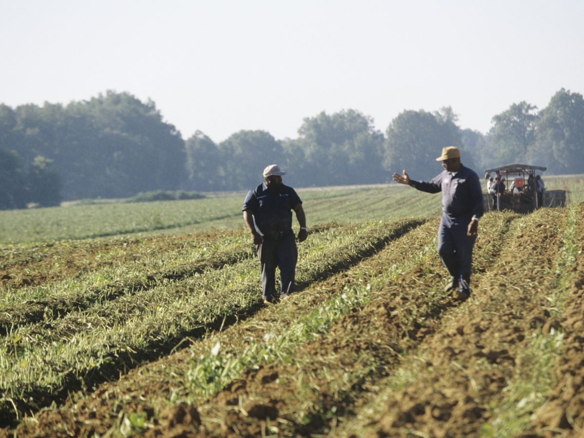 Black Farmers Say They Lost Jobs To White South Africans Who Arrived On Guest Worker Visas