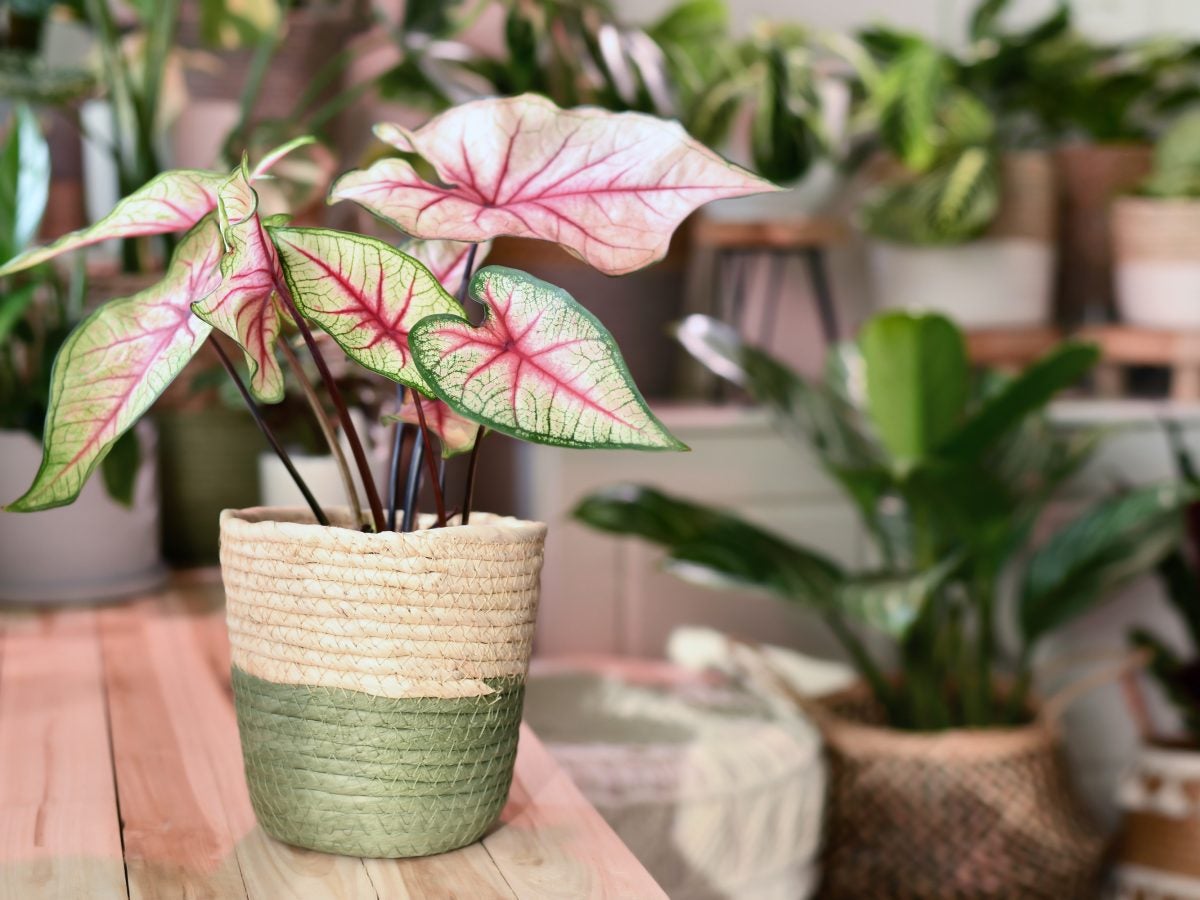 Pretty In Pink Houseplants To Add To Your Collection