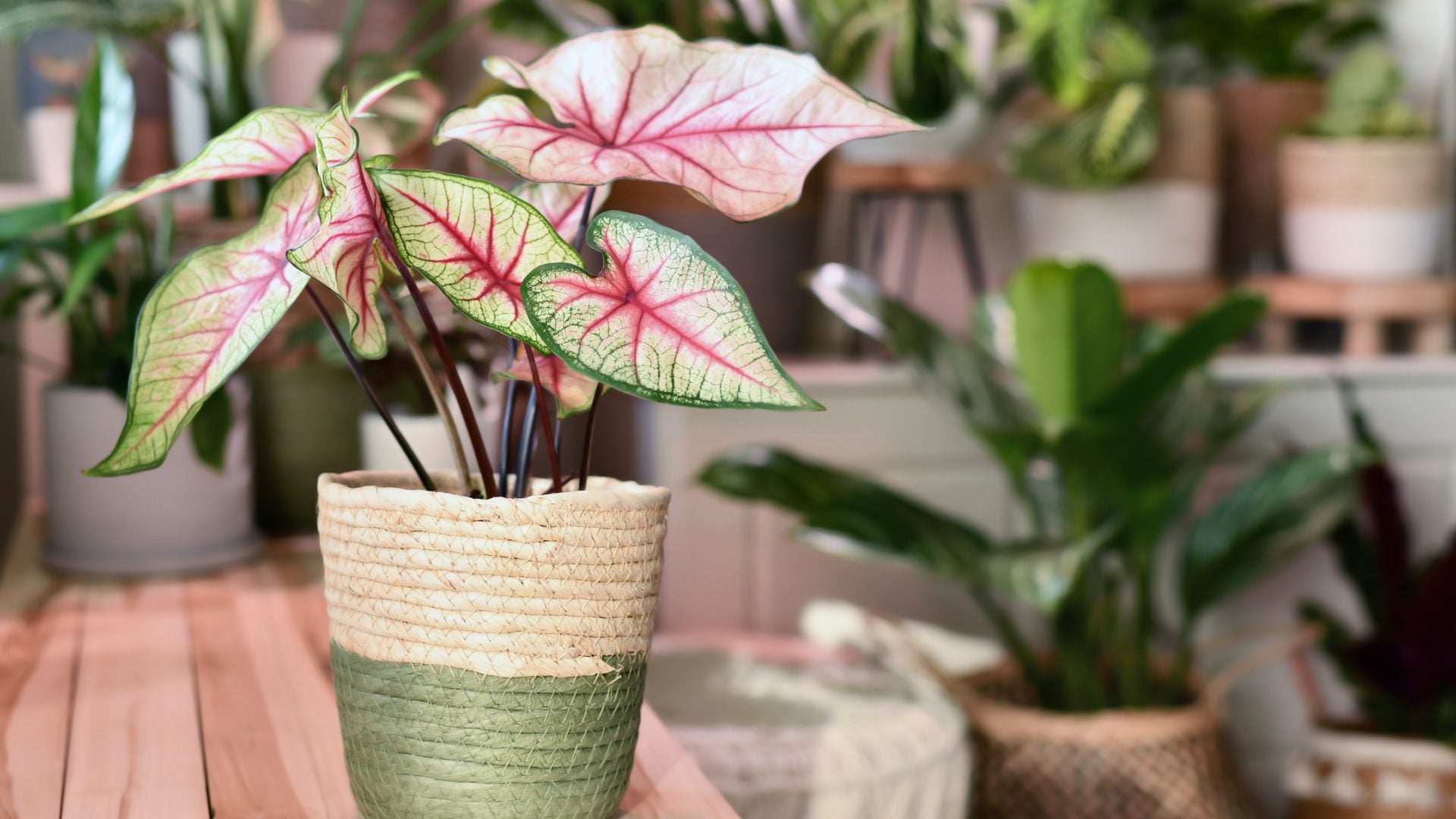 Pretty In Pink Houseplants To Add To Your Collection