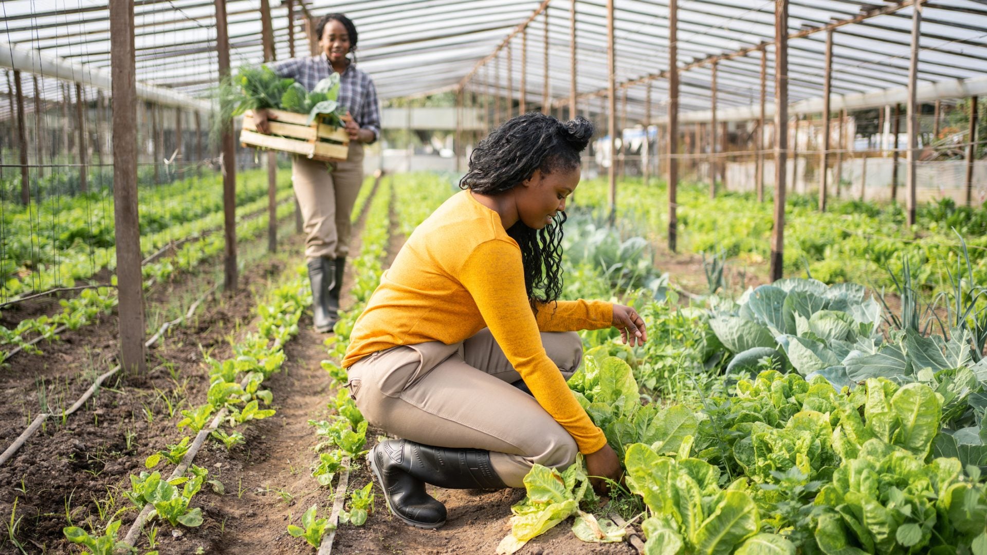 White Farmers Sued The Government With 'Reverse Racism' Claims. Now Black Farmers Feel At Risk Of Being Left Behind Again