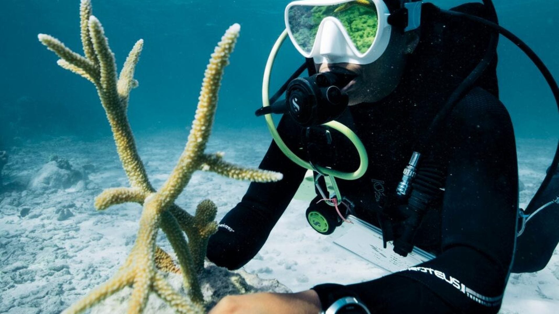 The Real Little Mermaid: This Black Woman Is Diving To Preserve Coral Reefs — And Black History