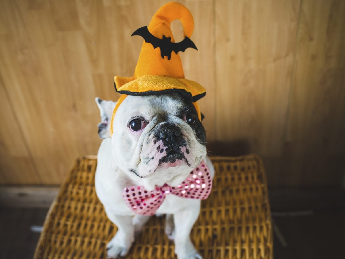 The Best Pet Costumes For Halloween 2023