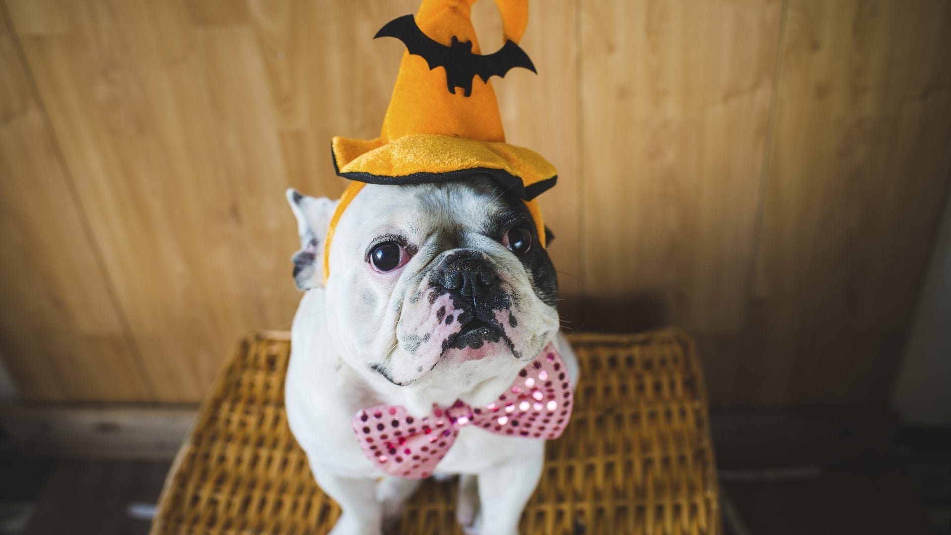 The Best Pet Costumes For Halloween 2023